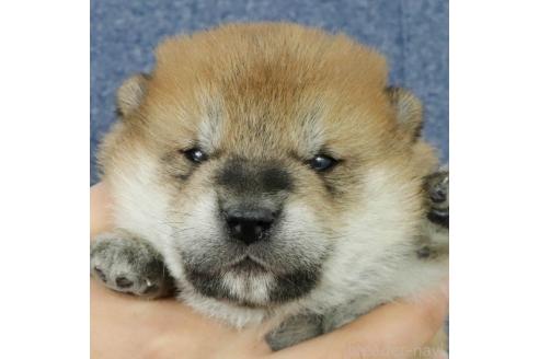 成約済の愛知県の柴犬-368128の4枚目